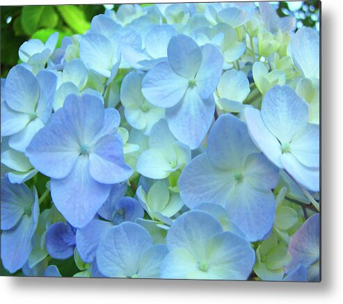 Gorgeous Metal Print featuring the photograph Gorgeous Blue Colorful Floral art Hydrangea Flowers Baslee Troutman by Patti Baslee