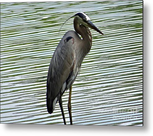 3 Star Metal Print featuring the photograph Great Blue Heron at Wash. Crossing Park-021 by Christopher Plummer