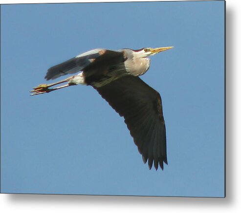 Nature Metal Print featuring the photograph Great Blue by Peggy Urban