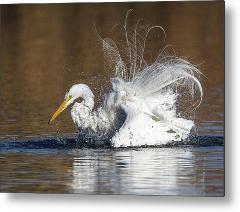 Great Metal Print featuring the photograph Great Egret Bathing 1056-010518-1cr by Tam Ryan