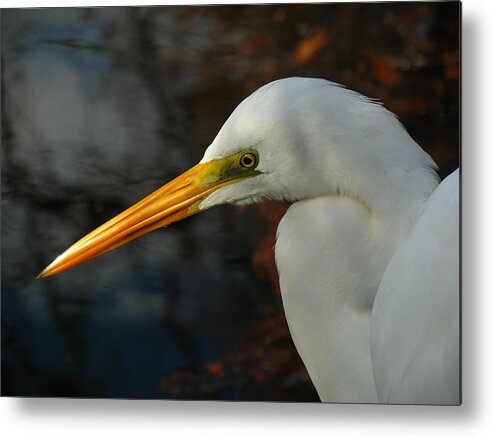 Snowy Metal Print featuring the photograph Great Egret Portrait by Juergen Roth