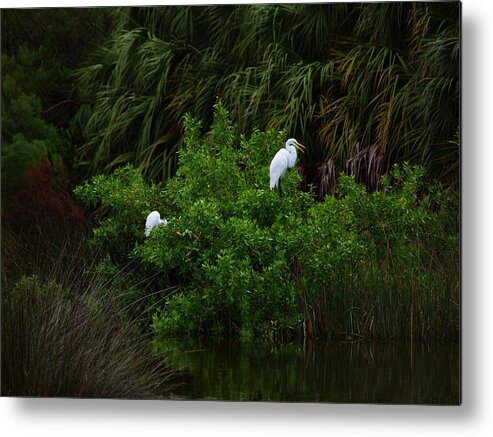 Great Egret Metal Print featuring the photograph Great Egrets by James Granberry