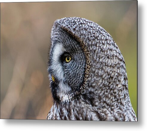 Great Greys Profile Metal Print featuring the photograph Great Grey's Profile a closeup by Torbjorn Swenelius