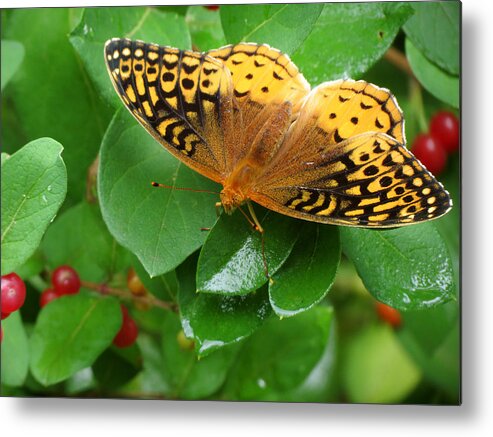 Butterfly Metal Print featuring the photograph Great Spangled Fritillary by Azthet Photography