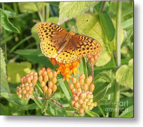 Butterfly Metal Print featuring the photograph Great Spangled Fritillary on Butterfly Weed by Robert E Alter Reflections of Infinity