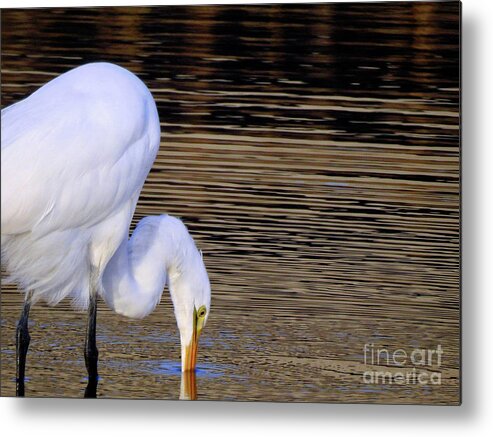Great Egret Metal Print featuring the photograph Great White Egret by Scott Cameron