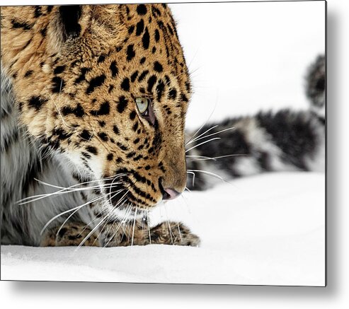 Green Eyed Beauty Metal Print featuring the photograph Green Eyed Beauty by Wes and Dotty Weber