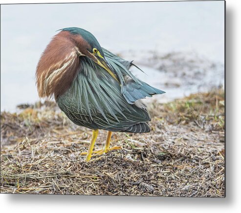 Green Metal Print featuring the photograph Green Heron 1334 by Tam Ryan