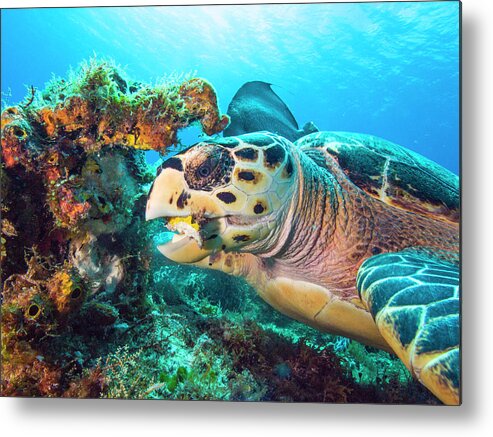 Green Turtle Metal Print featuring the photograph Green Turtle Dining by Matt Swinden