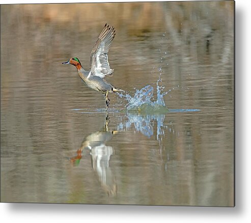 Green-winged Metal Print featuring the photograph Green-winged Teal Duck by Tam Ryan