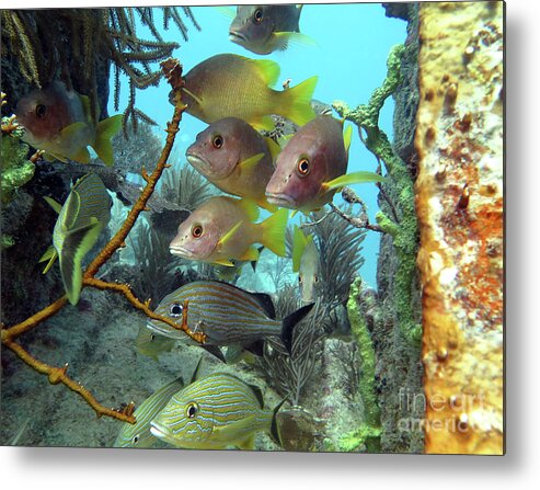 Underwater Metal Print featuring the photograph Guardians of the Benwood by Daryl Duda