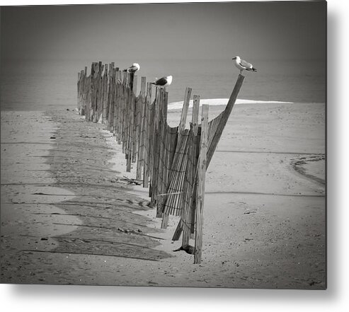 Beach Metal Print featuring the photograph Gull Fence by Andy Smetzer