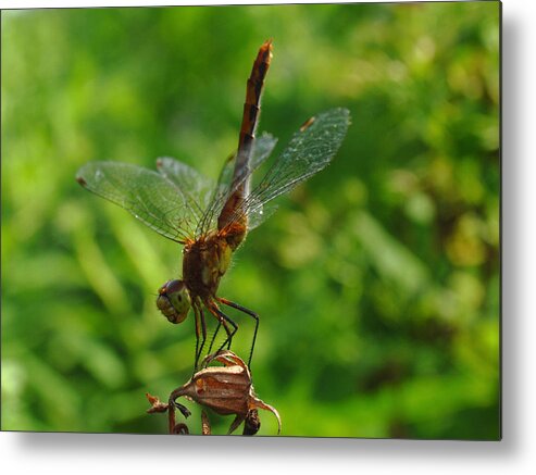Dragonfly Metal Print featuring the photograph Gymnast by Juergen Roth