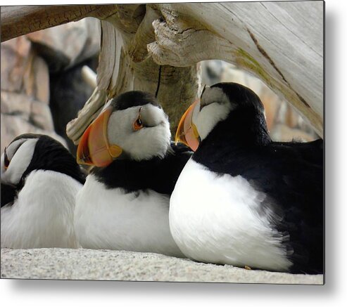  Metal Print featuring the photograph Haines Alaska puffins 2015 by Leizel Grant
