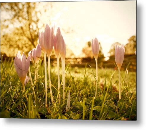 Crocus Metal Print featuring the photograph Happy Glow by Rachel Morrison