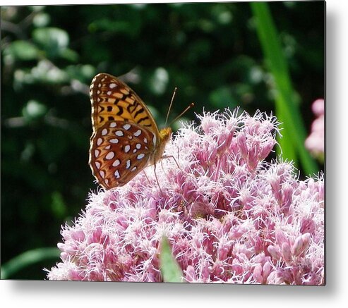 Butterfly Metal Print featuring the photograph Happy hour by Peggy King