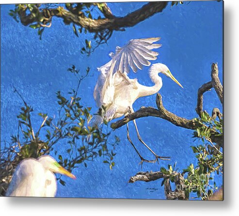 Egrets Metal Print featuring the digital art Hard Landing by DB Hayes