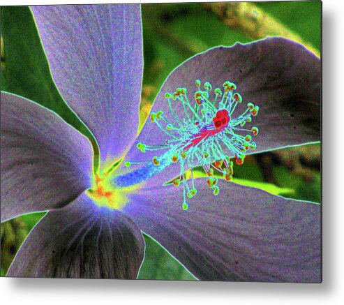 Hibiscus Metal Print featuring the photograph Hawaiian Dreams - PhotoPower 3409 by Pamela Critchlow