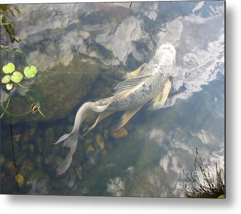Water Metal Print featuring the photograph Heavenly fish by Laurianna Taylor