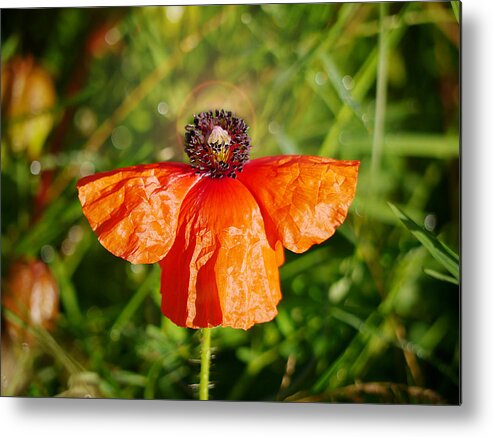 Richard Reeve Metal Print featuring the photograph Heavenly Poppy by Richard Reeve