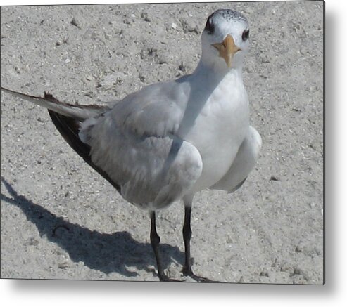 Seagull Metal Print featuring the photograph Hello There by Brenda Berdnik