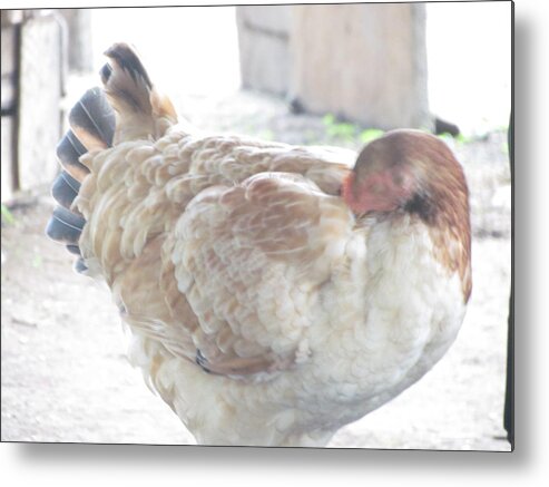 Hen Metal Print featuring the photograph Hen by Patti Valenti