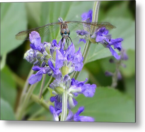 Dragonfly Metal Print featuring the photograph Here's Looking At You Kid by Carolyn Mickulas
