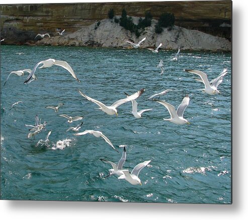 Pictured Rocks National Lakeshore Metal Print featuring the photograph Herring Gulls at Pictured Rocks by Keith Stokes