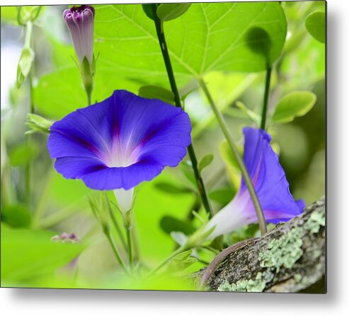 Morning Glory Metal Print featuring the photograph Hidden Beauty by Corinne Rhode
