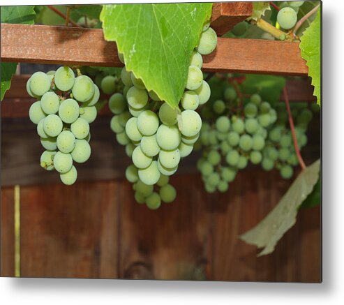 Grapes Metal Print featuring the photograph Hiding Behind The Leaves by Robert Margetts
