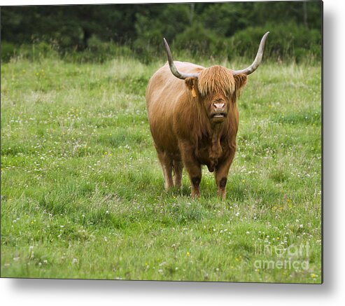 Highland Cattle Metal Print featuring the photograph Highland Cattle by Diane Diederich