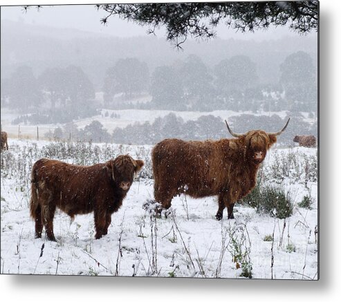 Highland Cattle Metal Print featuring the photograph Highlanders in Snow by Phil Banks