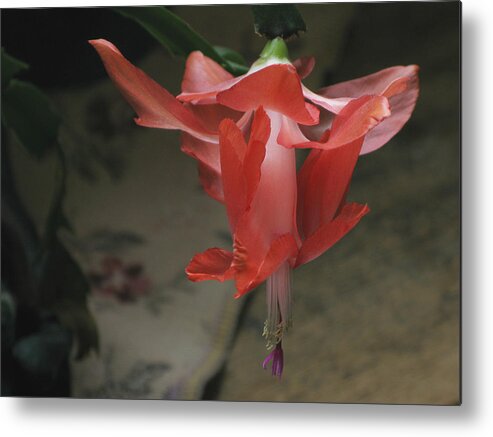 Blossom Metal Print featuring the photograph Holiday Cactus by Robert Bissett