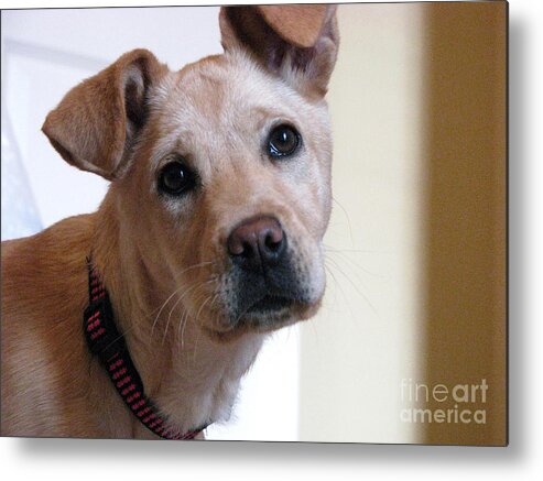 Dog Metal Print featuring the photograph Honey by Amanda Barcon