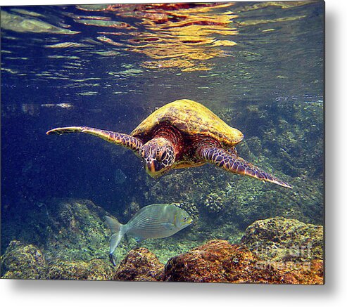 Hawaiian Green Sea Turtle Metal Print featuring the photograph Honu with Reef Fish by Bette Phelan