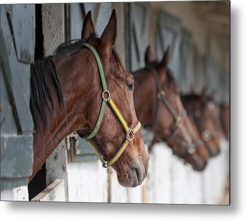 Horse Metal Print featuring the photograph Horses For Sale by Brian Mollenkopf