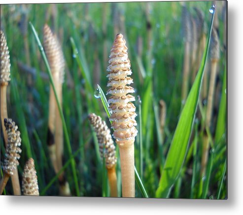 Dew Drops Metal Print featuring the photograph Horsetails and Dew Drops by Kent Lorentzen