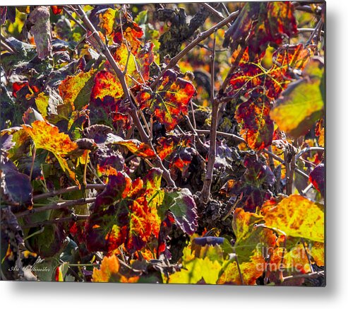 Autumn Metal Print featuring the photograph Hot autumn colors in the vineyard 03 by Arik Baltinester