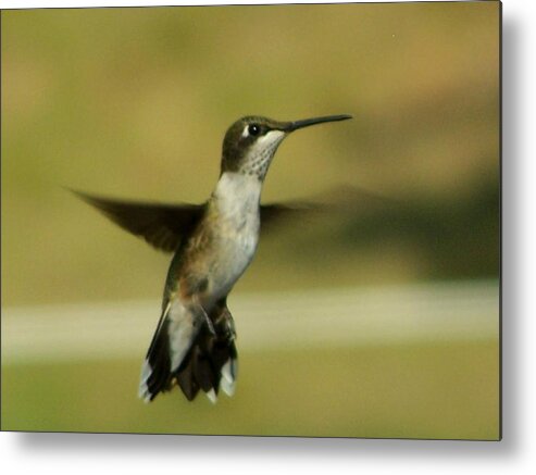 Hummingbird Metal Print featuring the photograph Hovering by Lila Mattison