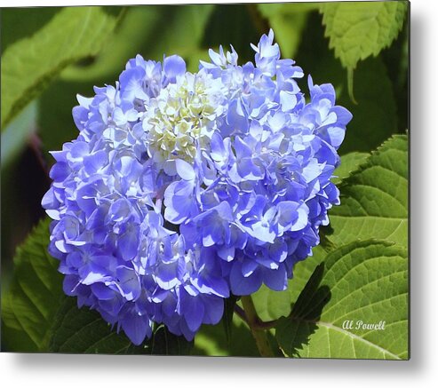 Hydrangea Metal Print featuring the photograph Huge Hydrangea by Al Powell Photography USA