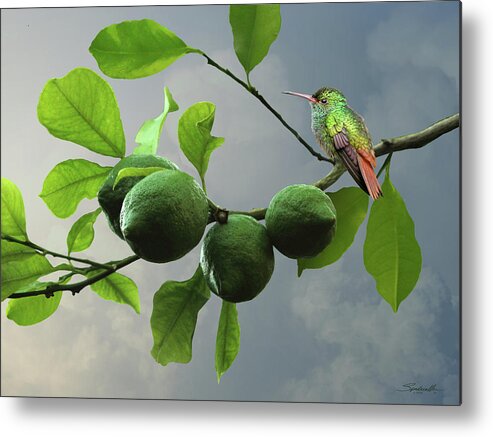 Fruit Metal Print featuring the digital art Hummingbird in LIme Tree by M Spadecaller