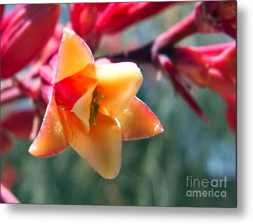Wall Art Metal Print featuring the photograph Hummingbird Yucca by Kelly Holm