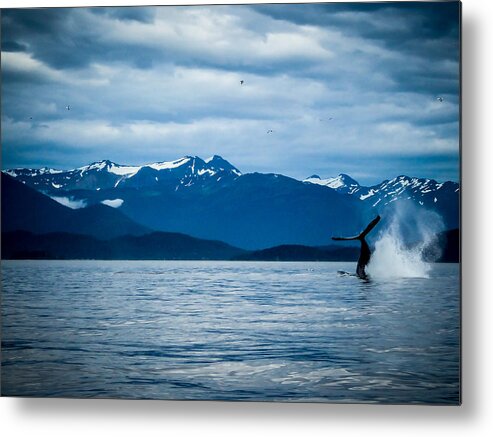 Alaska Metal Print featuring the photograph Humpback Dive by Pamela Newcomb