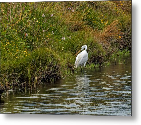  Great Egret Metal Print featuring the photograph Huntress by Alana Thrower