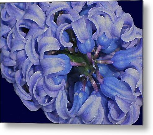 Flower Metal Print featuring the digital art Hyacinth Curls by Lynda Lehmann