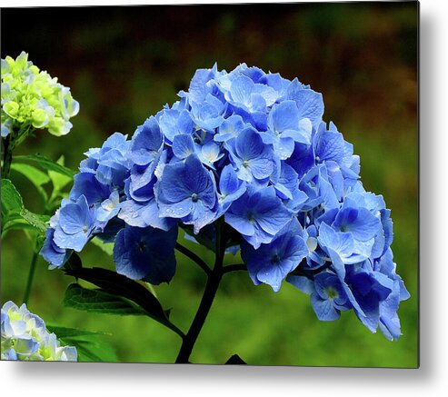 Hydrangea Metal Print featuring the photograph Hydrangea in Blue by Linda Stern