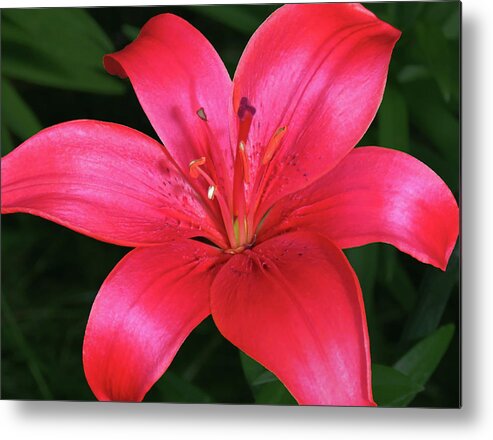 Lily Metal Print featuring the photograph Red I Am Here For You by Johanna Hurmerinta