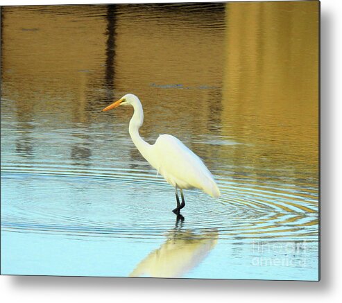 Great White Egret Metal Print featuring the photograph I Can Wait by Scott Cameron