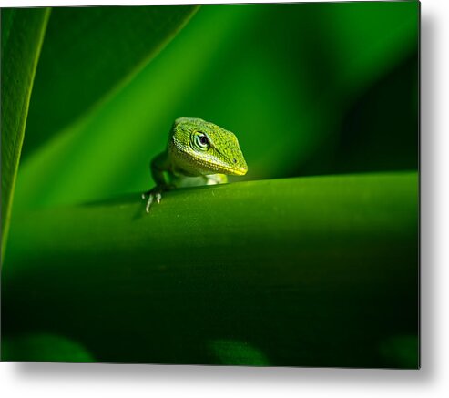 Lizard Metal Print featuring the photograph If Looks Could Kill by Brad Boland