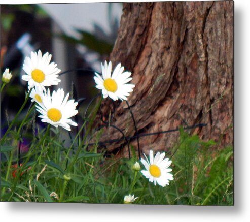 Spring Metal Print featuring the photograph I'll Be Your Daisy by Wild Thing
